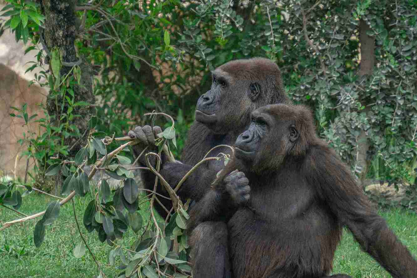 colobus travel